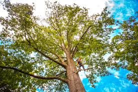Best Emergency Tree Removal  in Congers, NY